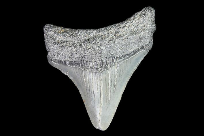 Juvenile Megalodon Tooth - Georgia #83673